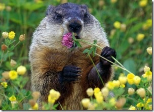 Punxsutawney Phil Sees His Shadow. No Early Spring for us then. – Just